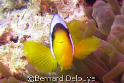 Tobia Hamra, Safaga, Egypt, Red Sea

Canon PowerShot G7 by Bernard Delouye 